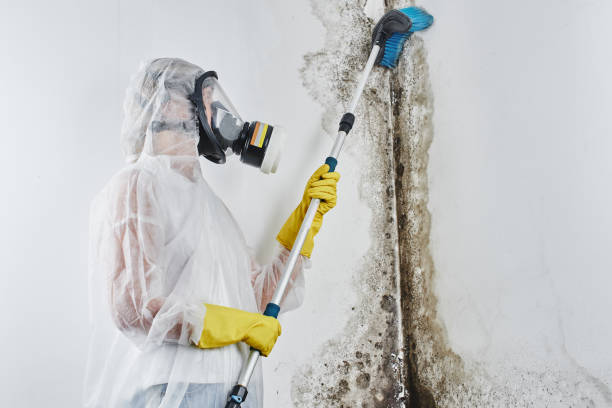 Best Toxic Mold Removal  in Royal Oak, MI
