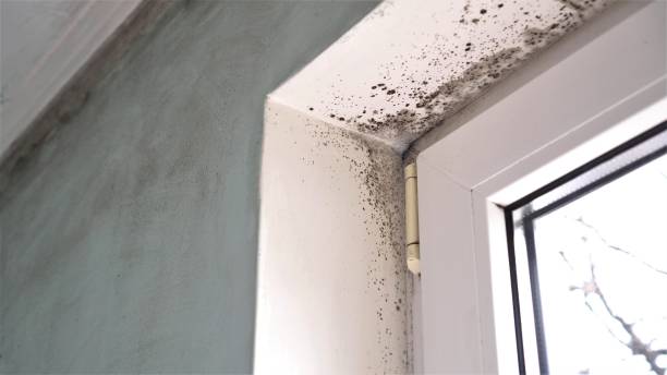 Crawl Space Mold Removal in Royal Oak, MI