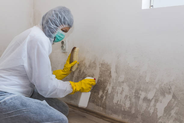 Attic Mold Removal in Royal Oak, MI