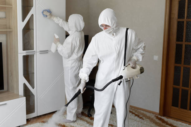 Best Mold Damage Repair  in Royal Oak, MI