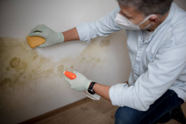 Best Mold Testing  in Royal Oak, MI