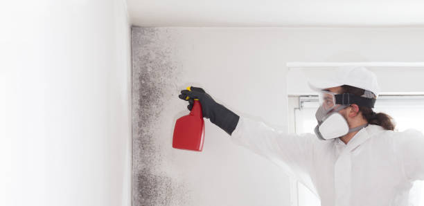 Best Crawl Space Mold Removal  in Royal Oak, MI