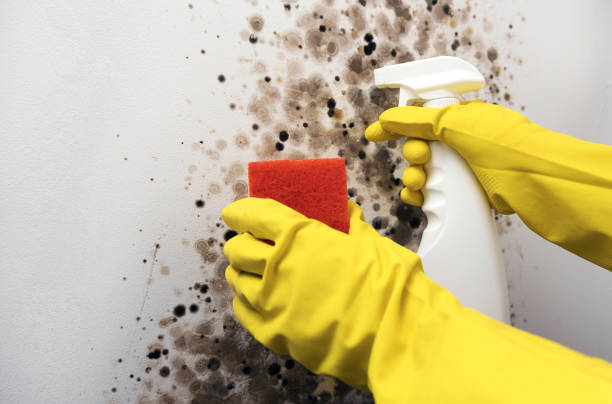 Best Crawl Space Mold Removal  in Royal Oak, MI