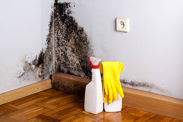 Best Residential Mold Removal  in Royal Oak, MI