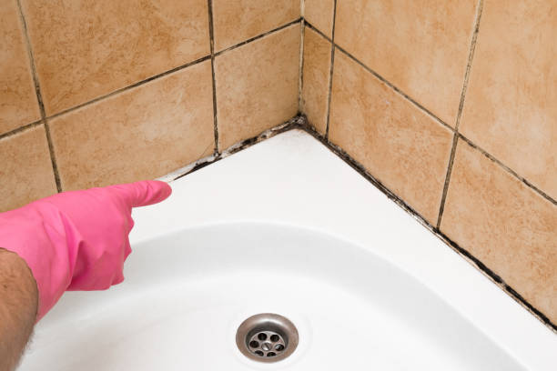 Best Certified Mold Removal  in Royal Oak, MI